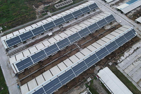 Samsun Koni Tarım İşletmesi